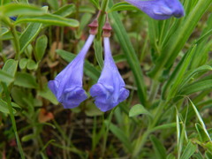 Scutellaria angustifolia