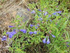 Scutellaria angustifolia