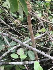 Daphniphyllum calycinum