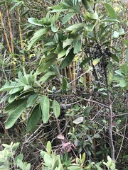 Daphniphyllum calycinum