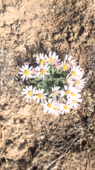 Townsendia florifera