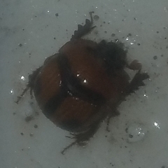 Bolbocerosoma biplagiatum