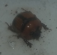 Bolbocerosoma biplagiatum