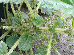 Urtica australis