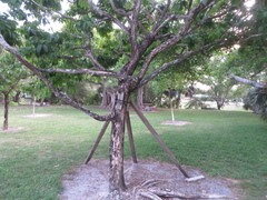 Lagerstroemia speciosa