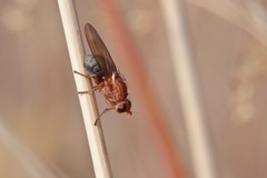 Meiosimyza appula