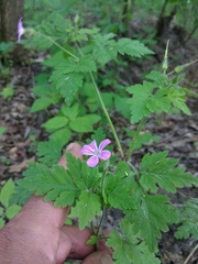 Geranium robertianum