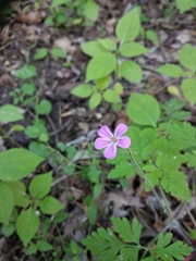 Geranium robertianum
