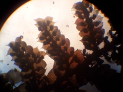 Lepidolaena taylorii