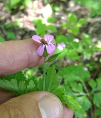 Geranium robertianum
