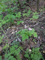 Geranium robertianum