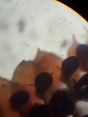 Lepidolaena taylorii