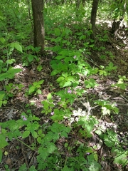 Geranium robertianum