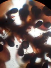 Lepidolaena taylorii