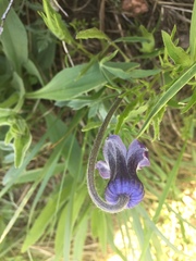 Clematis hirsutissima