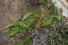 Polystichum imbricans curtum