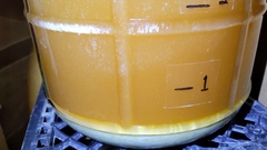 Saccharomyces cerevisiae