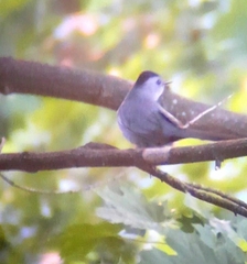 Dumetella carolinensis