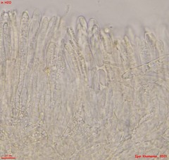 Hymenoscyphus repandus