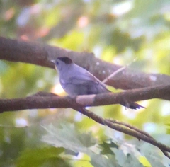 Dumetella carolinensis