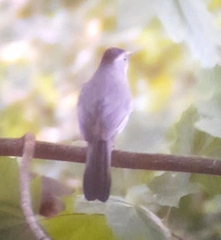 Dumetella carolinensis