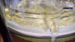 Saccharomyces cerevisiae