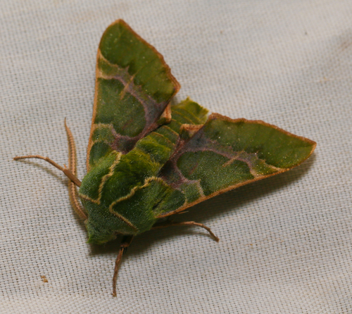 iNaturalist observation photo of Pacific Green Sphinx