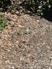 Otospermophilus beecheyi