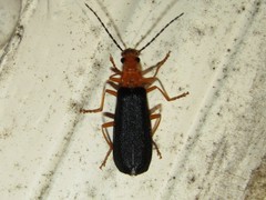 Podabrus fayi