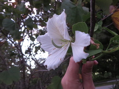 Bauhinia variegata
