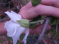 Bauhinia variegata