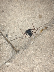 Paraphrynus carolynae