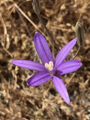 Brodiaea leptandra