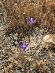 Brodiaea leptandra