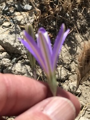 Brodiaea leptandra