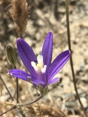 Brodiaea leptandra
