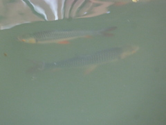 Leptobarbus rubripinna