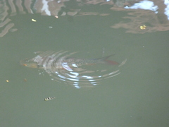 Leptobarbus rubripinna