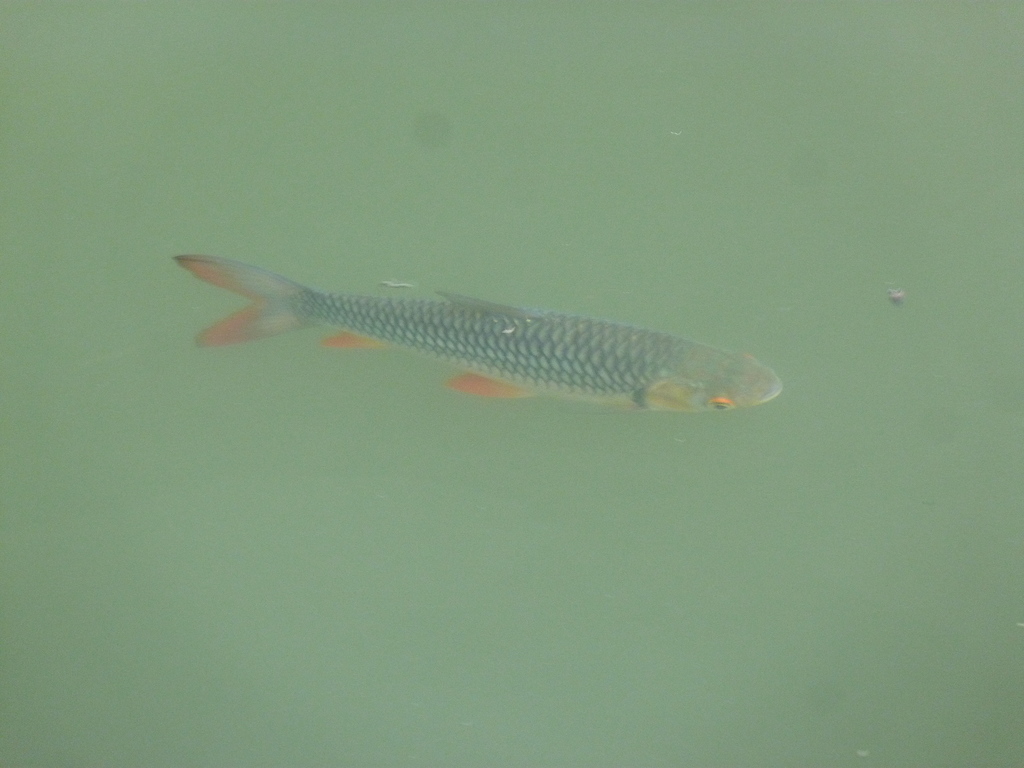 Saltan Fish