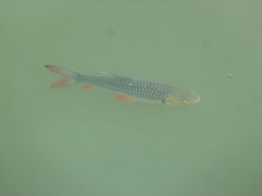Leptobarbus rubripinna