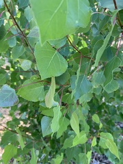 Populus fremontii