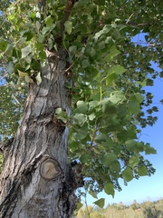Populus fremontii