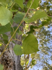 Populus fremontii