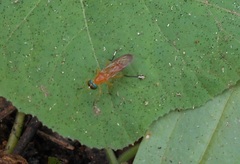 Ptecticus testaceus