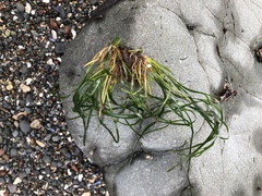 Phyllospadix scouleri