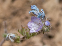 Phacelia breweri