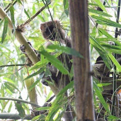 Prolemur simus