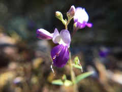 Collinsia linearis