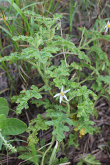 Solanum adenophorum