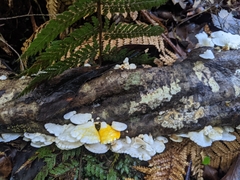 Gloeoporus phlebophorus